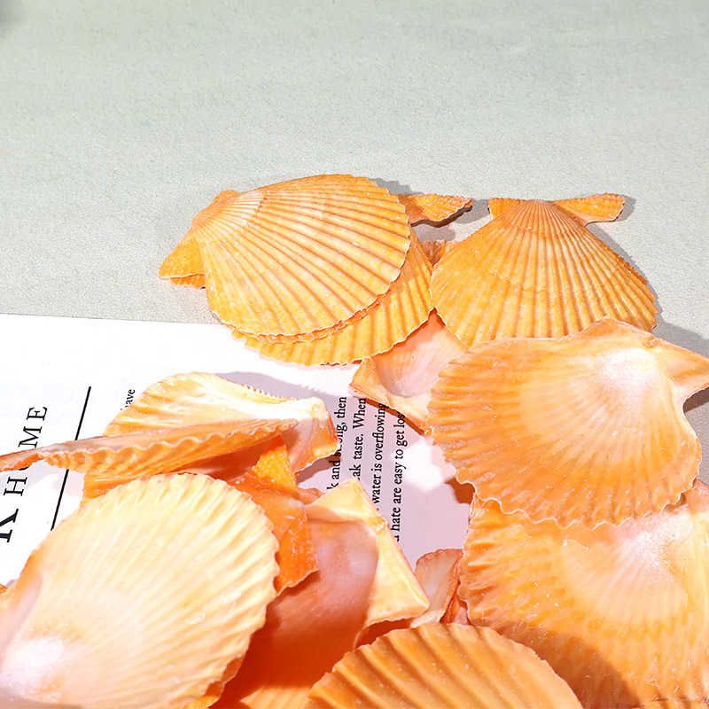 ที่ดีที่สุดสีเหลือง scallop เป - Marine Fish Tank บทวิจารณ์และราคา
